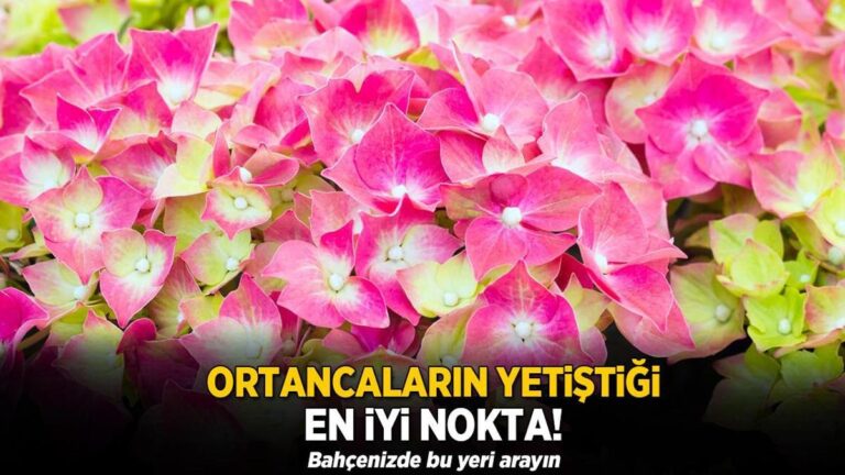 ortancalarin-yetistigi-en-iyi-nokta-bahcenizde-bu-yeri-arayin-2zzNQvb5.jpg