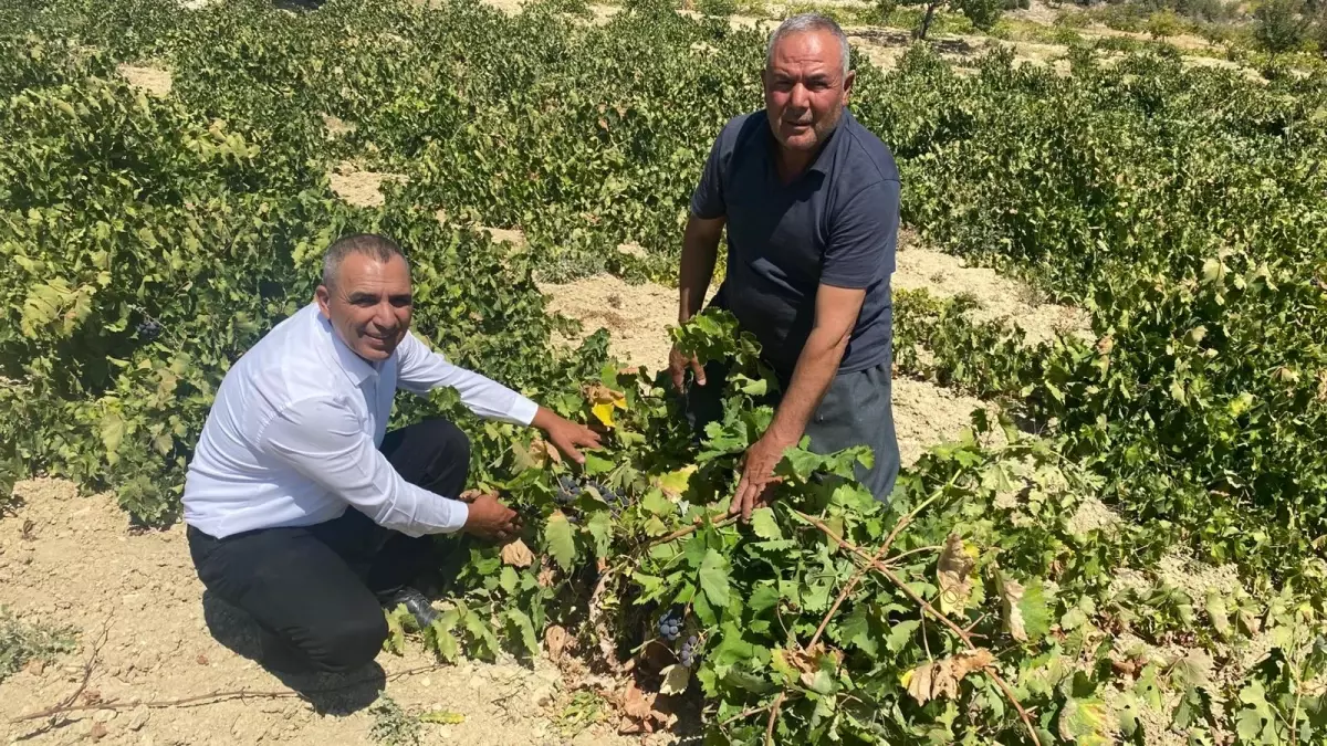 silifkede uzum hasadi basladi ZTpdNjtJ