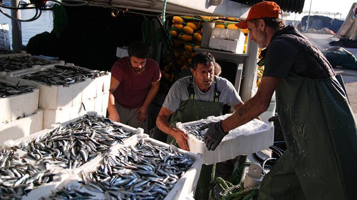 egede sardalya bereketi bu sene bolluk yasaniyor 2U7MH4Se.jpg