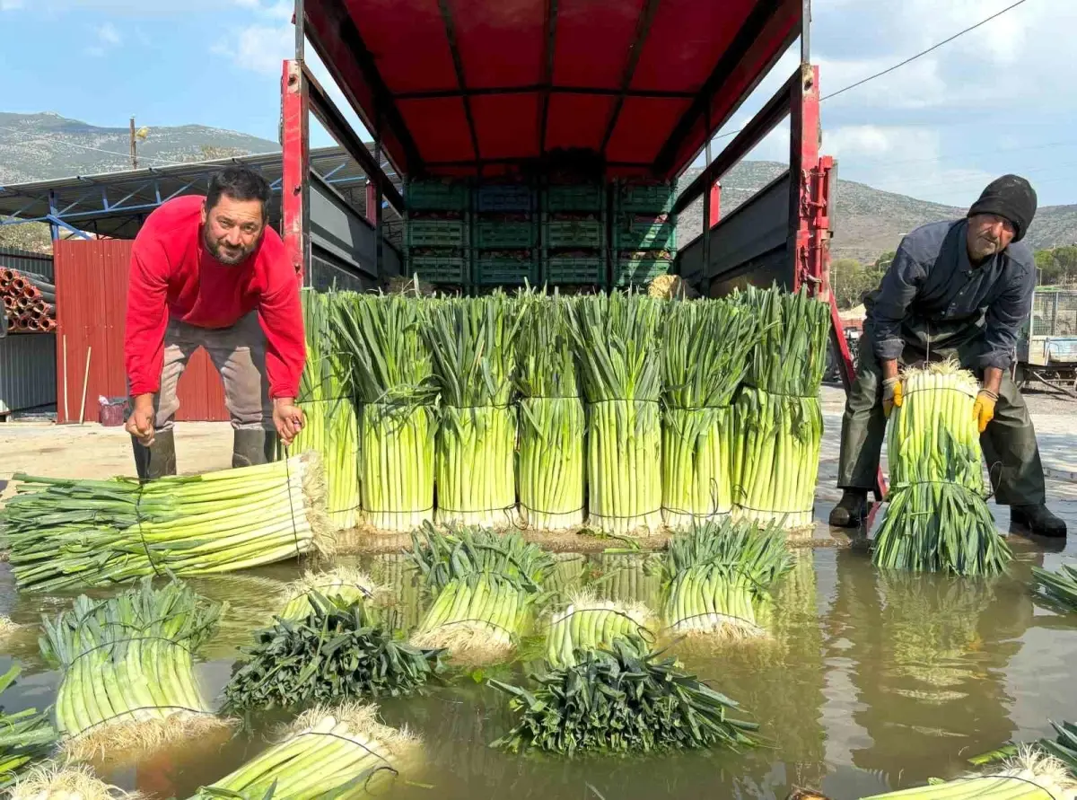 menemende pirasa hasadi basladi U8nP295B.jpg