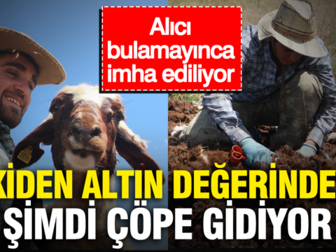 Eskiden altin degerindeydi simdi cope gidiyor alici bulamayinca imha ediliyor 7ngDM4GX